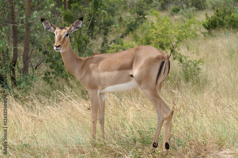 antelope antelope