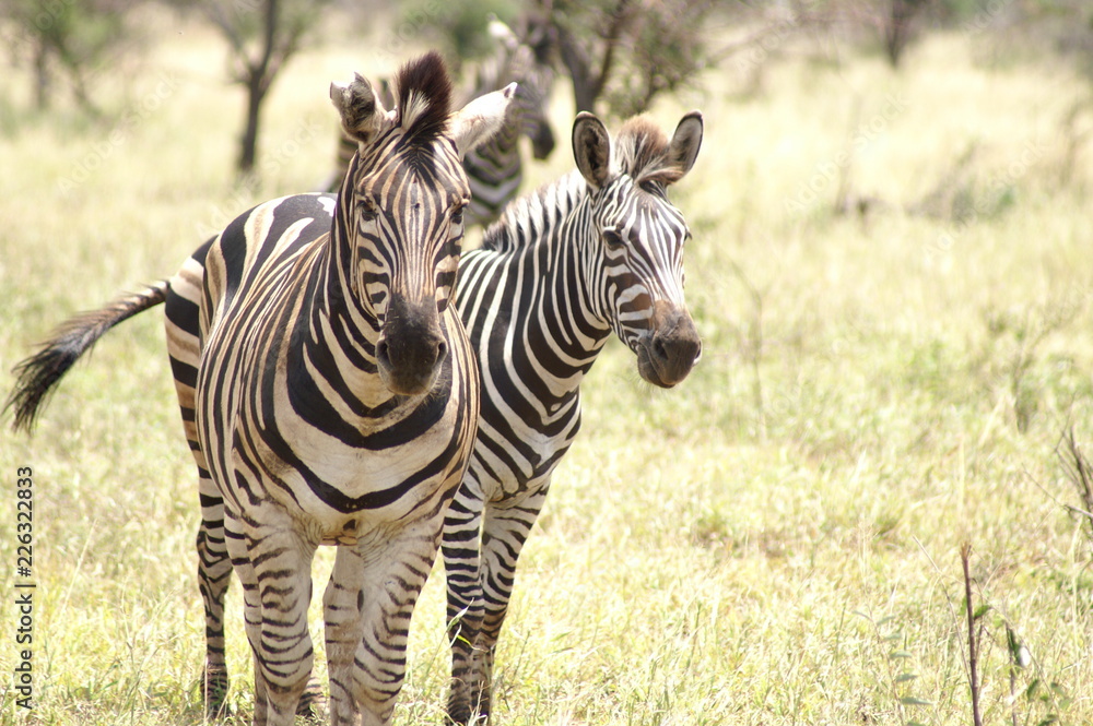 Naklejka premium zebra