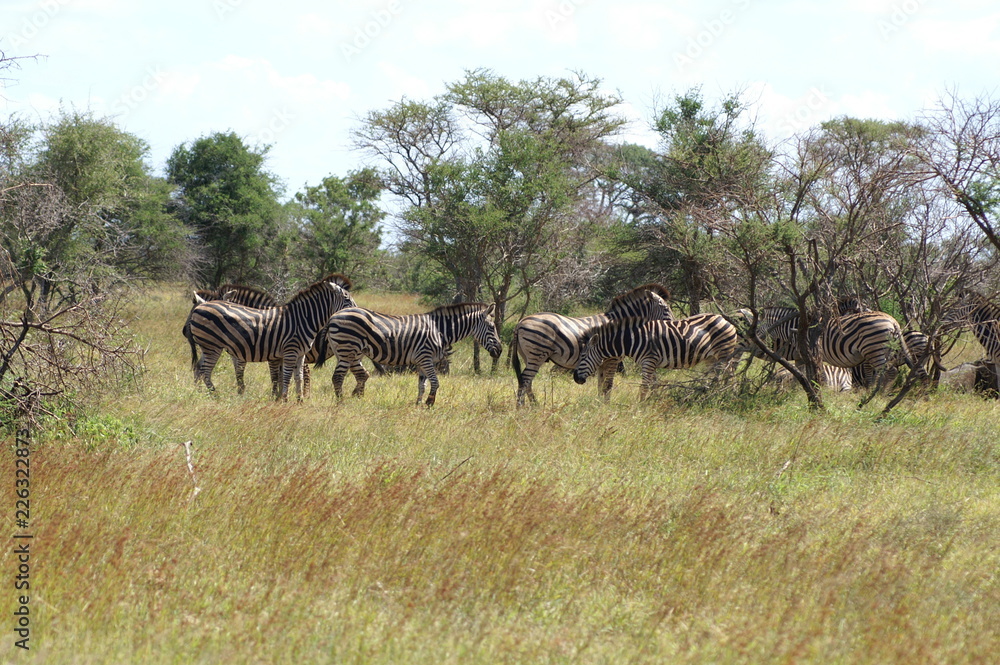 zebra zebra