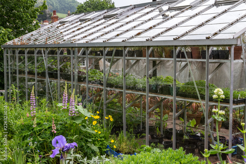 Fototapeta premium greenhouse