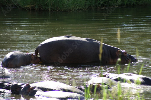 hippo