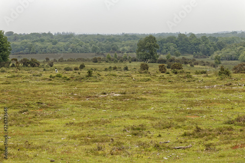 british heath- and moorland