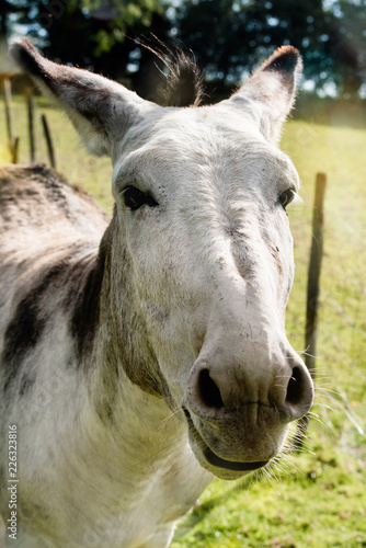  âne ou mule © Image'in