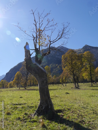 Toter Baum am Großen Ahornboden in Tirol photo