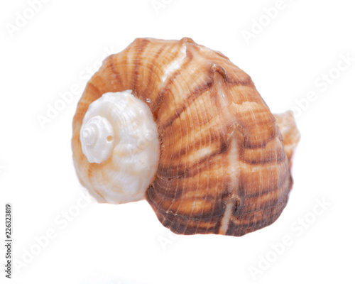 Large Rapana Whelk Shell isolated on white background