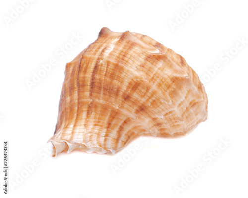 Large Rapana Whelk Shell isolated on white background