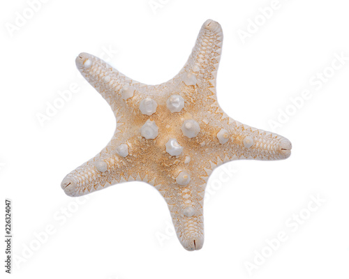 Dried specimen of Knobby Starfish isolated on white background. Horned Sea Star. Chocolate Chip Sea Star. Protoreaster nodosus, Class Asteroidea.