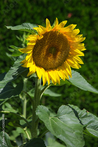 Fototapeta Naklejka Na Ścianę i Meble -  Tournesol