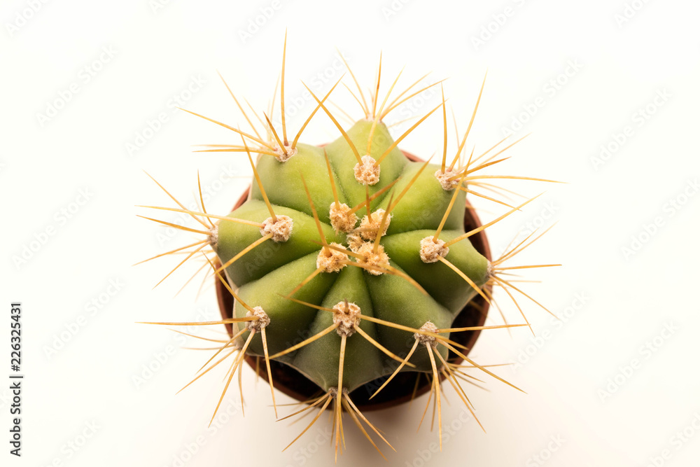 Great prickly cactus. Isolated on white background. Close up. Top view