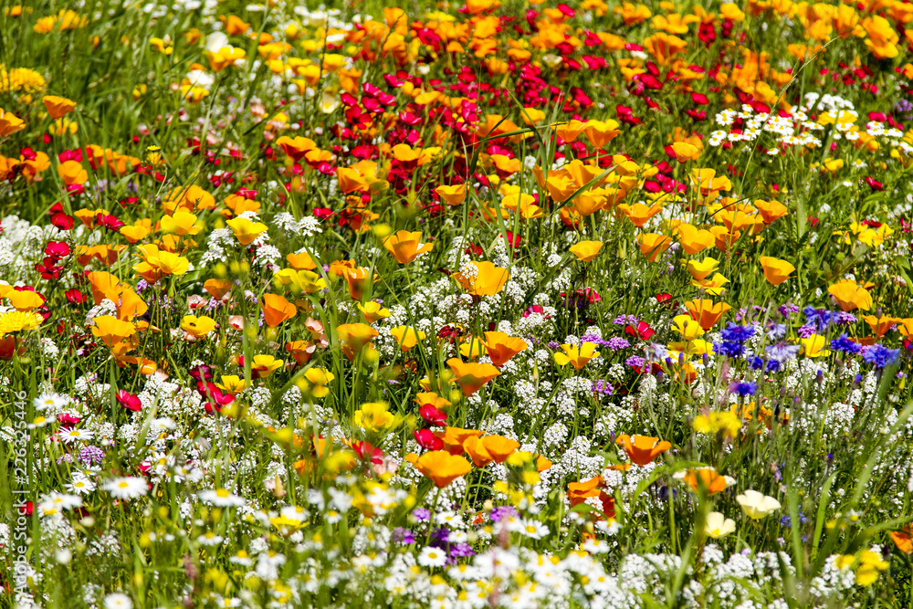 field of colourful wild flowers