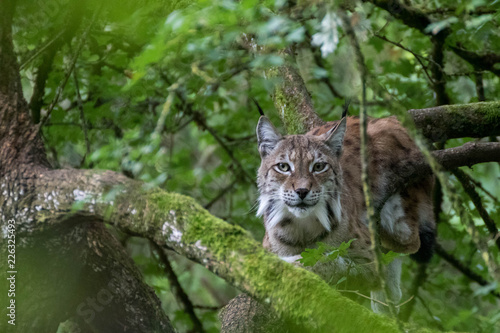 Lynx européen - Lynx lynx © Florent
