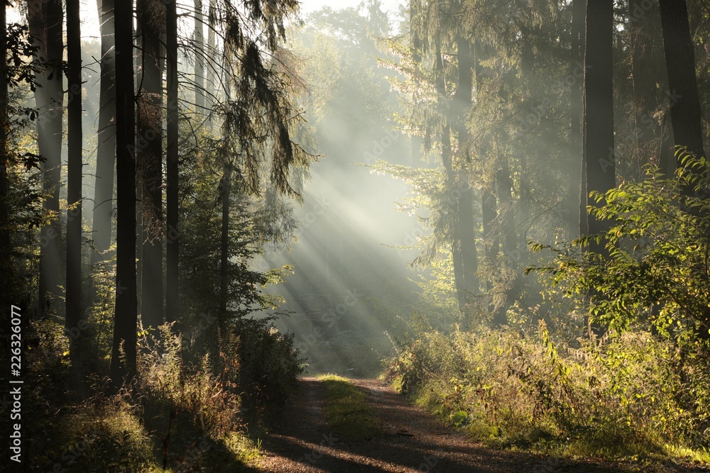 Fototapeta premium Dirt road through a foggy autumn forest at dawn