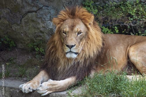 Fototapeta Naklejka Na Ścianę i Meble -  lion male looking