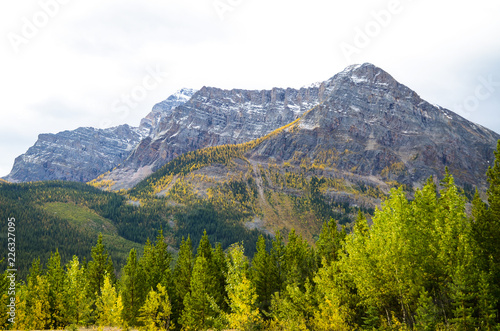 秋のカナディアンロッキー クートニー国立公園の黄葉の山並み（カナダ ブリティッシュ・コロンビア州）