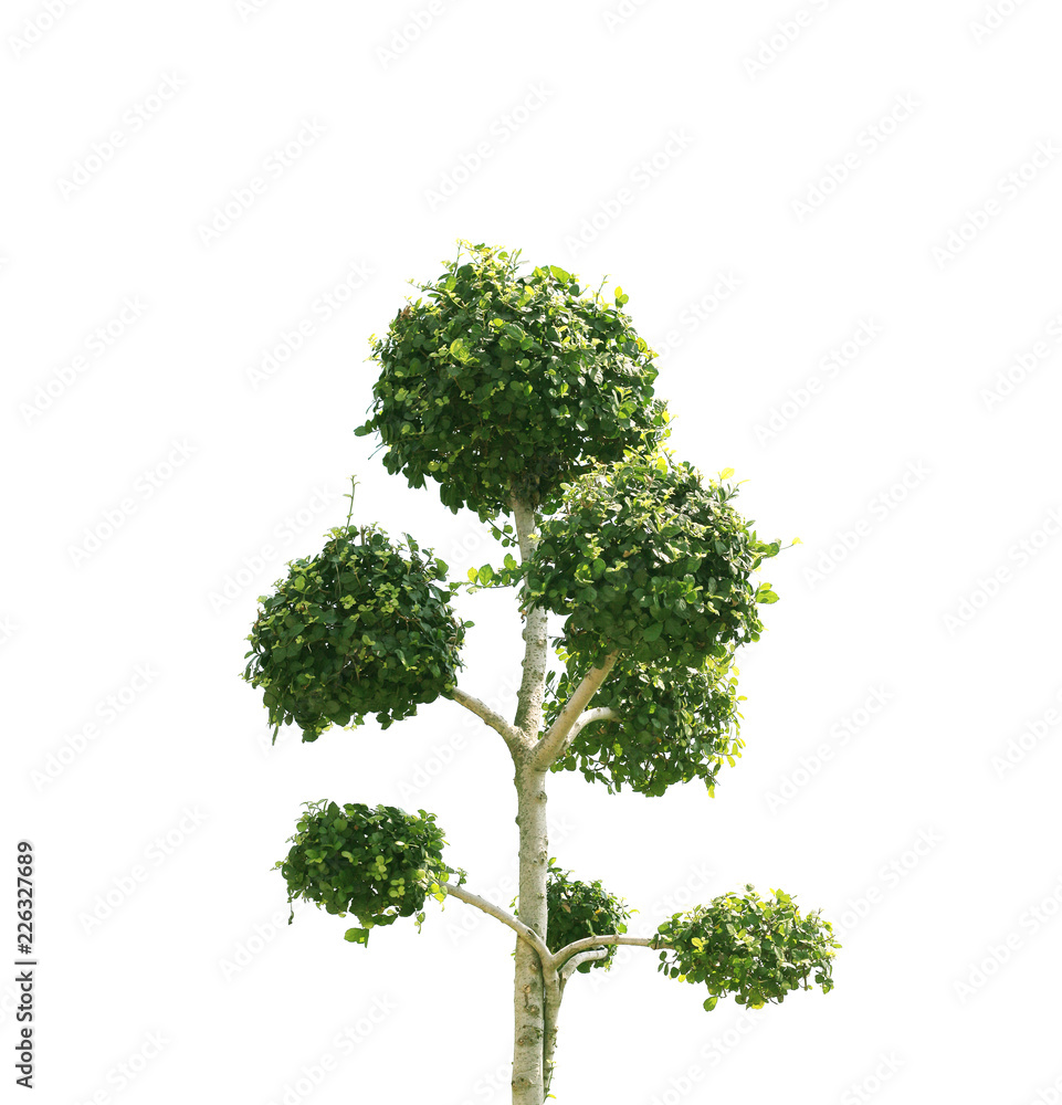 Fototapeta premium Bonsai tree isolated on white background