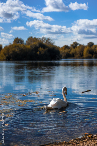Swan