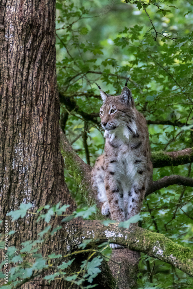 Obraz premium Lynx européen - Lynx lynx