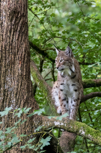Fototapeta Naklejka Na Ścianę i Meble -  Lynx européen - Lynx lynx