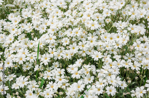 white flower field