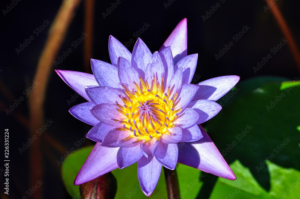 Purple water lily in pond Purple water lily in pond