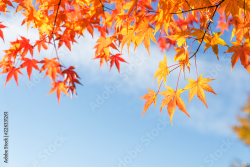  Colorful orange fall maple leaves against blue sky