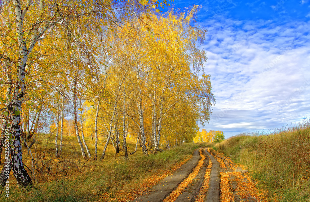 Autumn country road littered with fallen birch foliage