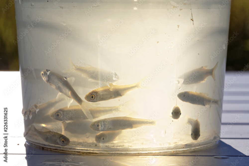Small live minnows as bait for predatory fish