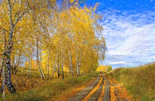 Obraz na płótnie Autumn country road littered with fallen birch foliage w salonie