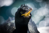 Cormorant shot at Farne Island