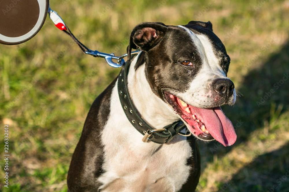 Portrait of white and dark brown mixed breed dog, pink tongue sticking out, standing in a park, dog collar and leash, yellow, green grass, shadows in background, sunny fall day