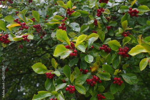 Schwarzdornbeeren photo