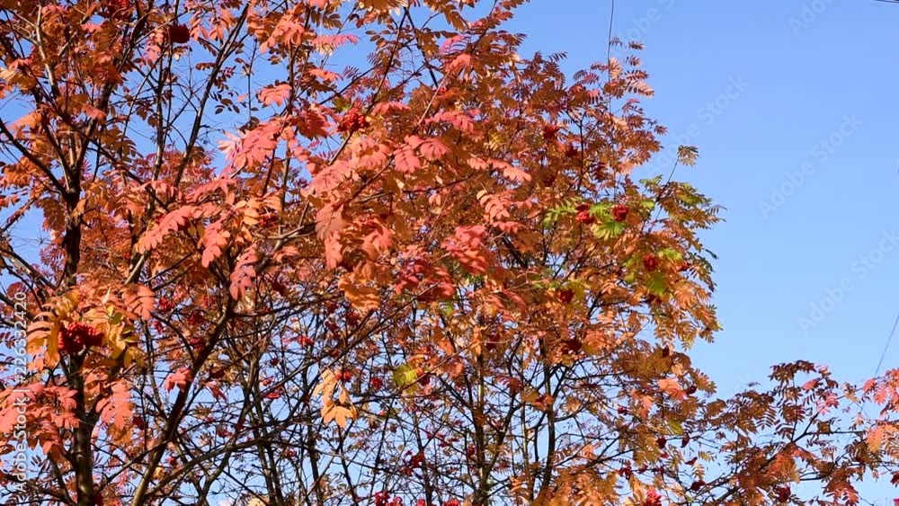 Autumn. Yellow and orange red leaves of mountain ash with red ripe berries against the blue sky in the city, swaying in the wind in different directions creating a good mood