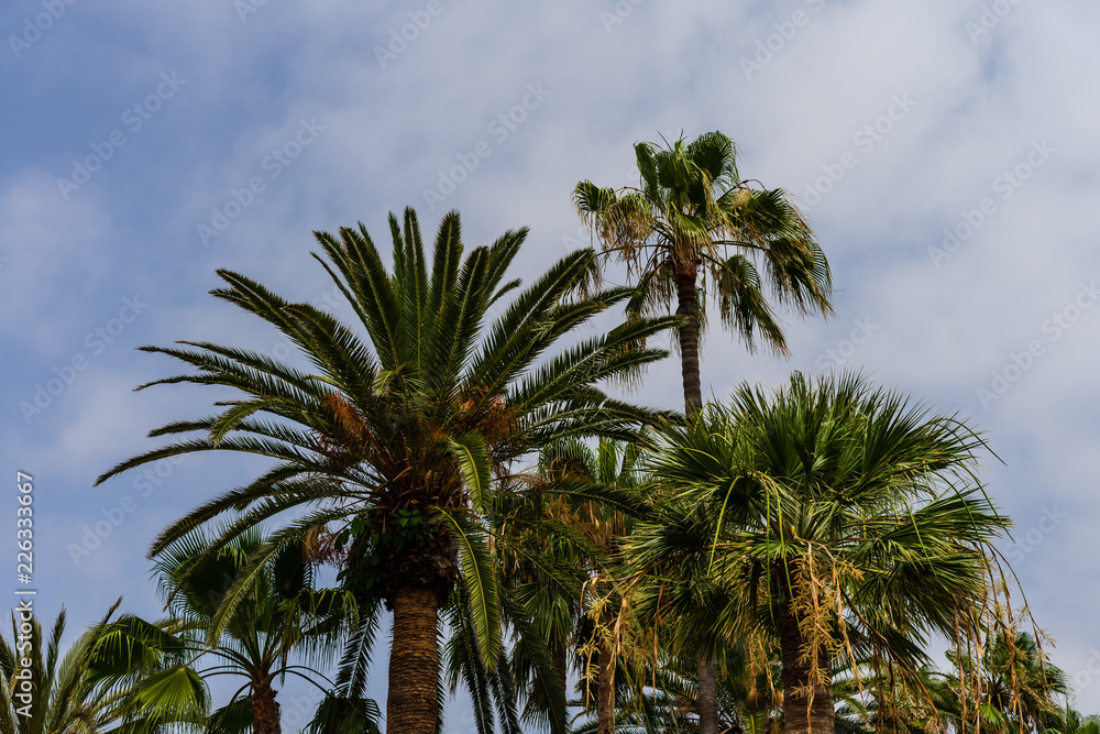 Palm tree crown of Washingtonia robusta (Mexican fan palm or Mexican washingtonia) against the sky.