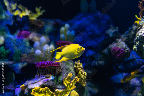 Tropical fish queen angelfish (Holacanthus ciliaris) living in the waters of the Atlantic Ocean.