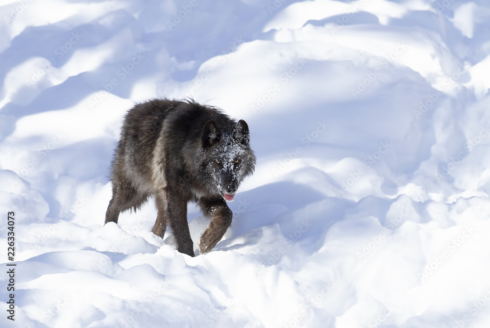 Fototapeta premium A lone Black wolf (Canis lupus) isolated on white background walking in the winter snow in Canada