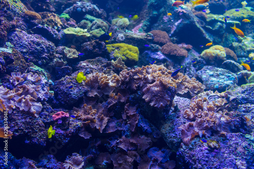 The bright underwater world of corals.