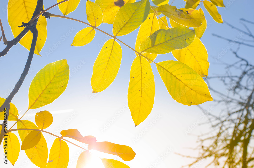 Naklejka premium autumn leaves of walnut