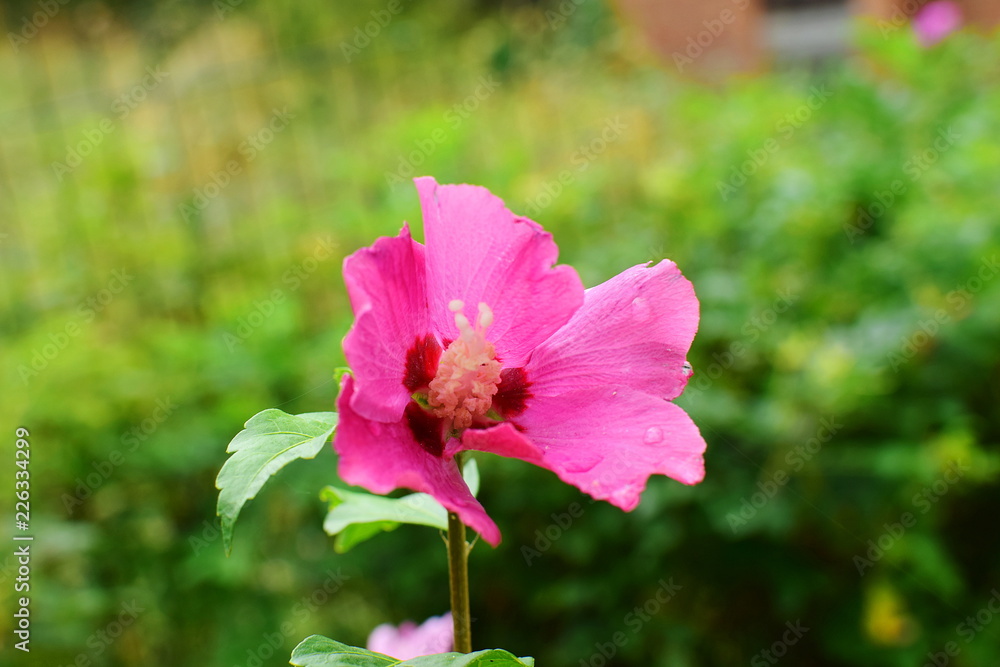 Fototapeta premium a pink blooming hibiscus flower in the garden