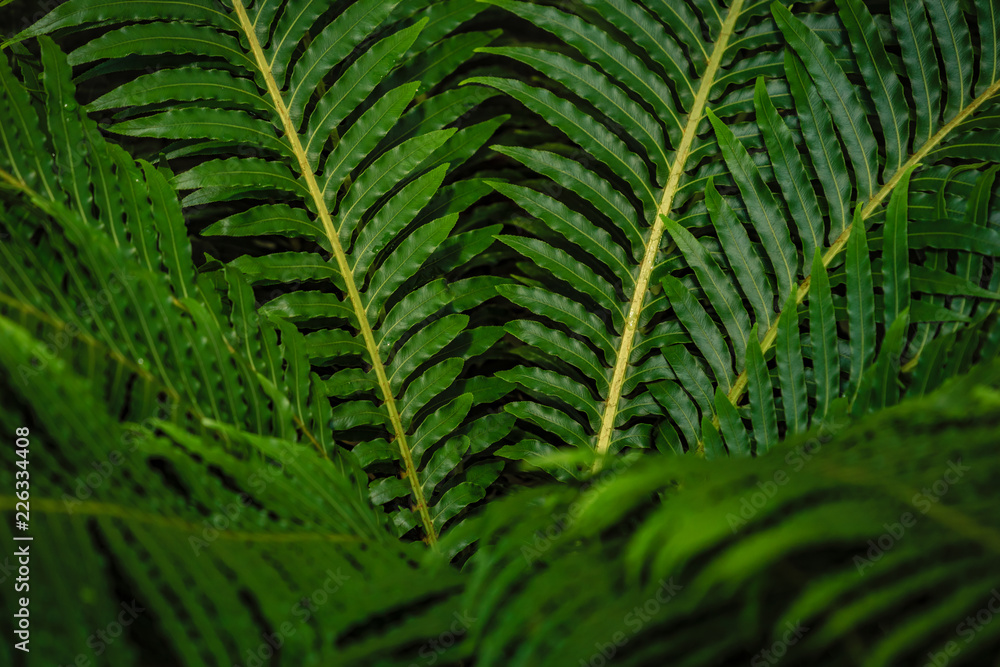Fototapeta premium Abstract green nature background concept, curly leaves, colorful lights