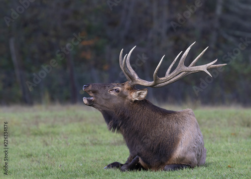A bull elk with large antlers calls out during the rut in Canada
