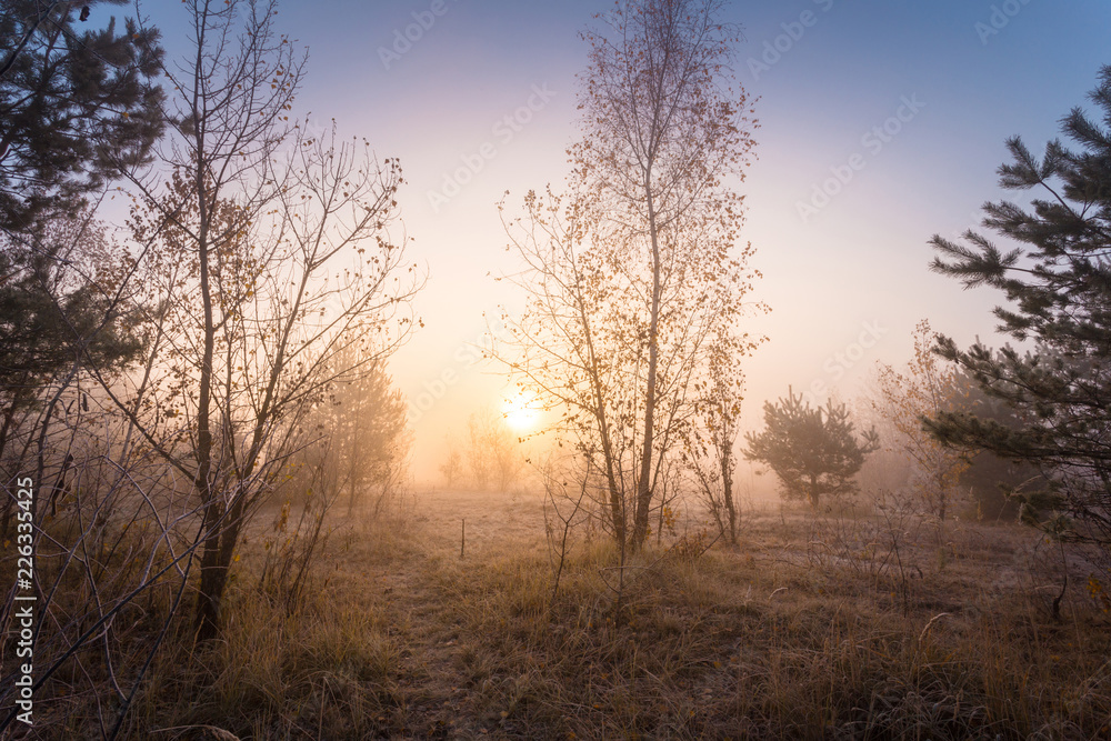 Early foggy morning at meadow of autumn forest. Sunlight through the fall trees. Beautiful dreamy scene with hoarfrost on trees, bushes and dry grass. Early foggy morning at meadow of autumn forest. Sunlight through the fall trees. Beautiful dreamy scene with hoarfrost on trees, bushes and dry grass.