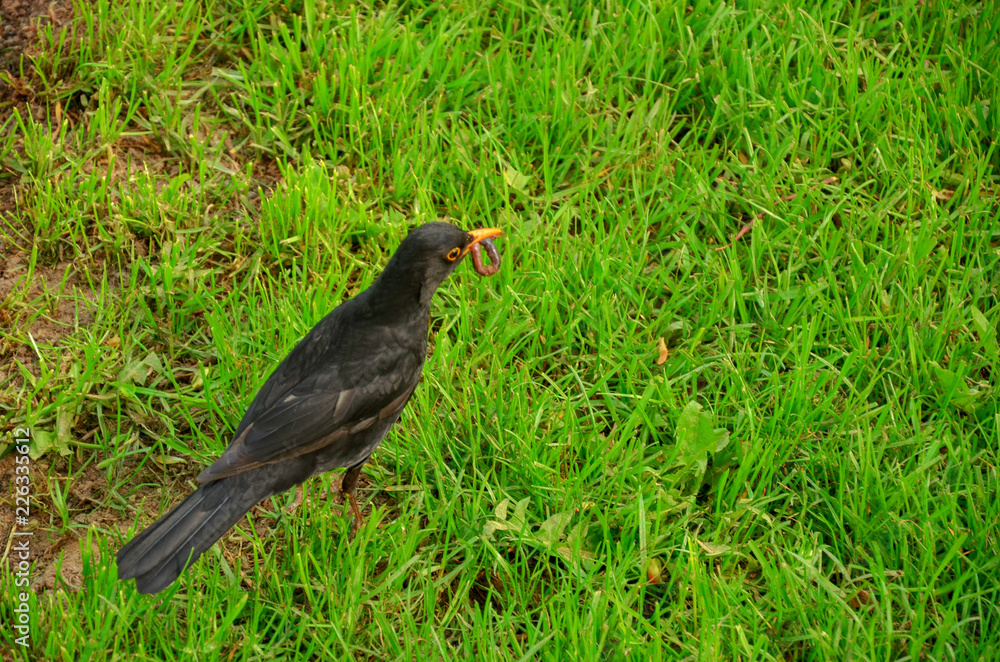 Fototapeta premium Wildlife, bird, animal, nature, white, fauna, migration, isolated, wild, beautiful, flying, black