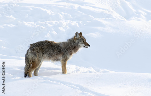 A lone coyote (Canis latrans) isolated on white background walking and hunting in the winter snow in Canada © Jim Cumming