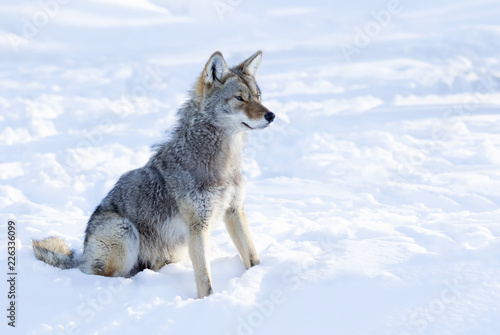 A lone coyote  Canis latrans  isolated on white background sitting and hunting in the winter snow in Canada