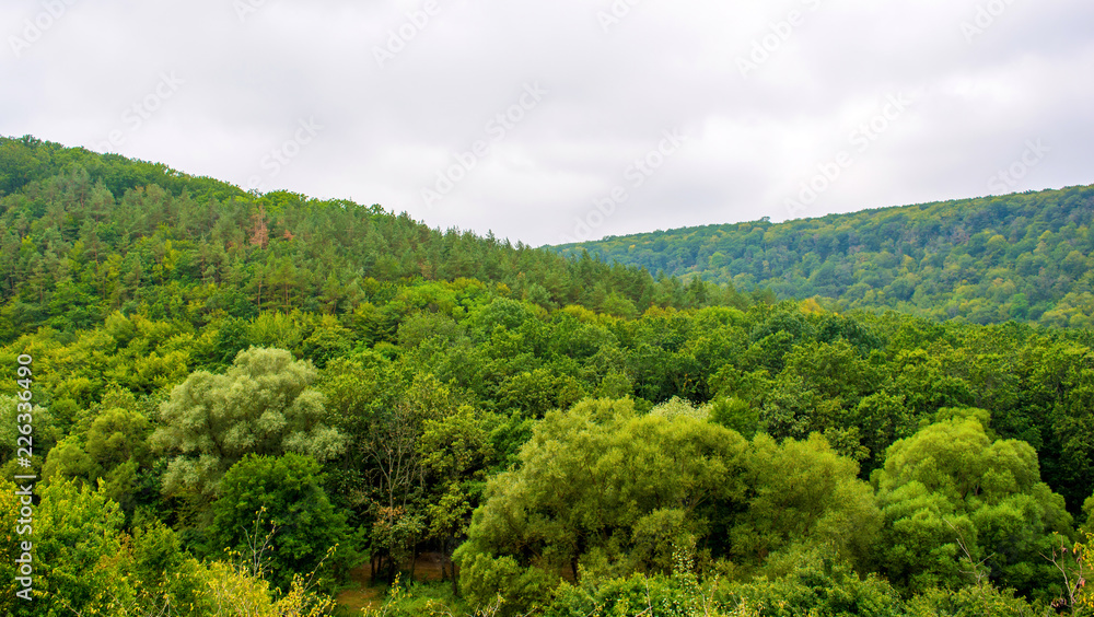 Photo of green forest panorama aerial view in cloudy day