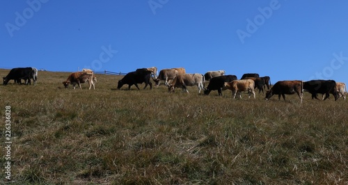 Mountain cows on a pasture © skysha