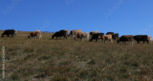 Mountain cows on a pasture