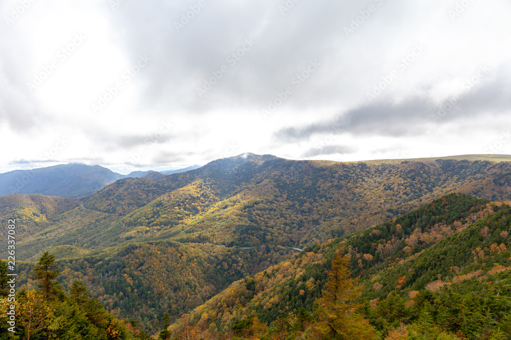 Fototapeta premium 戦場ヶ原 長野 山梨 北海道 美瑛 高山 新潟 美しい 日本 男女 徒歩