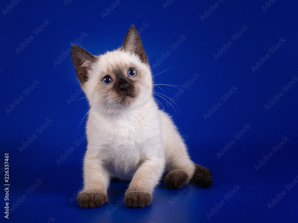 Thai kitten sitting on a blue background