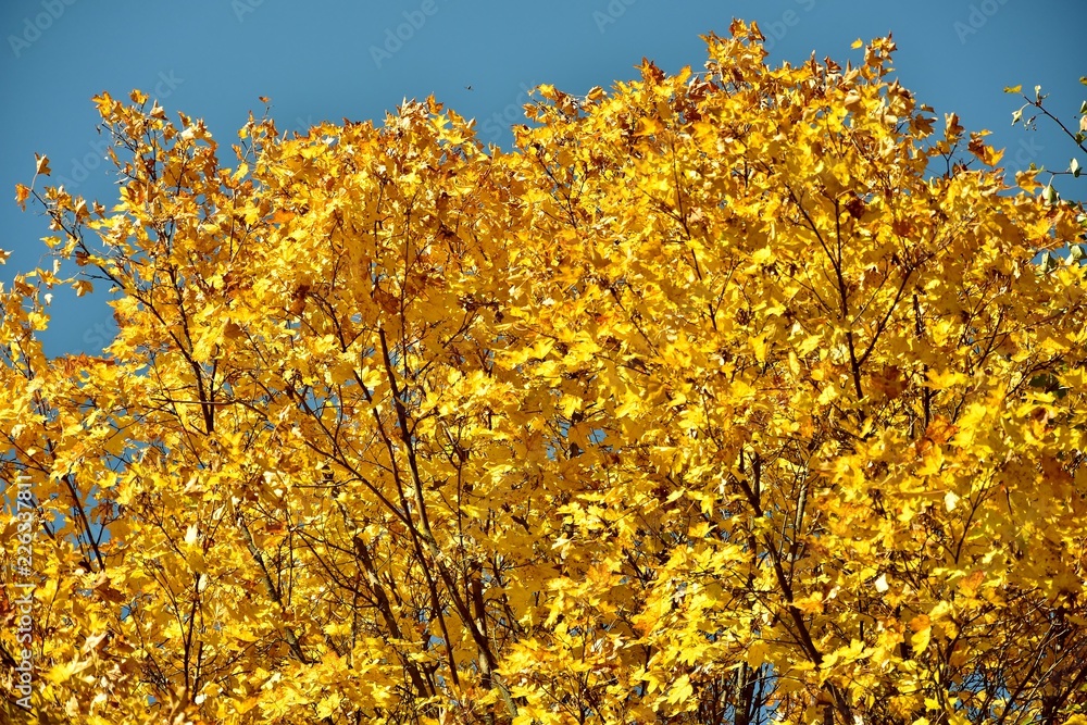 paints of autumn paints of autumn